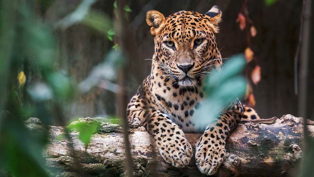 In Mumbai wachen Leoparden über die Stadt In Mumbai wachen Leoparden über die Stadt