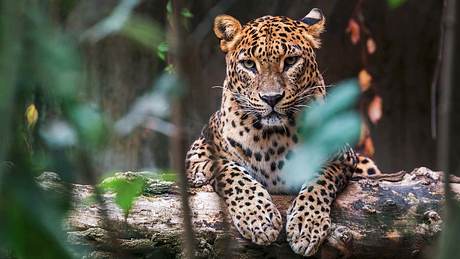 In Mumbai wachen Leoparden über die Stadt - Foto: iStock / msan10