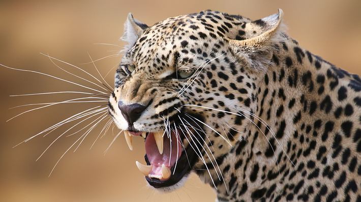 Leopard - Foto: Adobe Stock / Andre