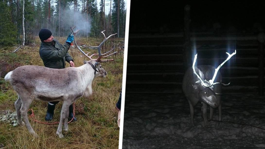 Leuchtendes Rentiergeweih - Foto: Reindeer Herder’s Association