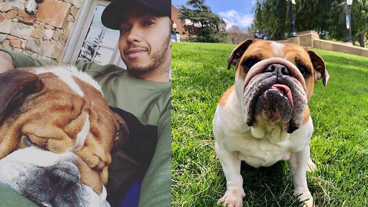 Lewis Hamilton und seine Bulldogge