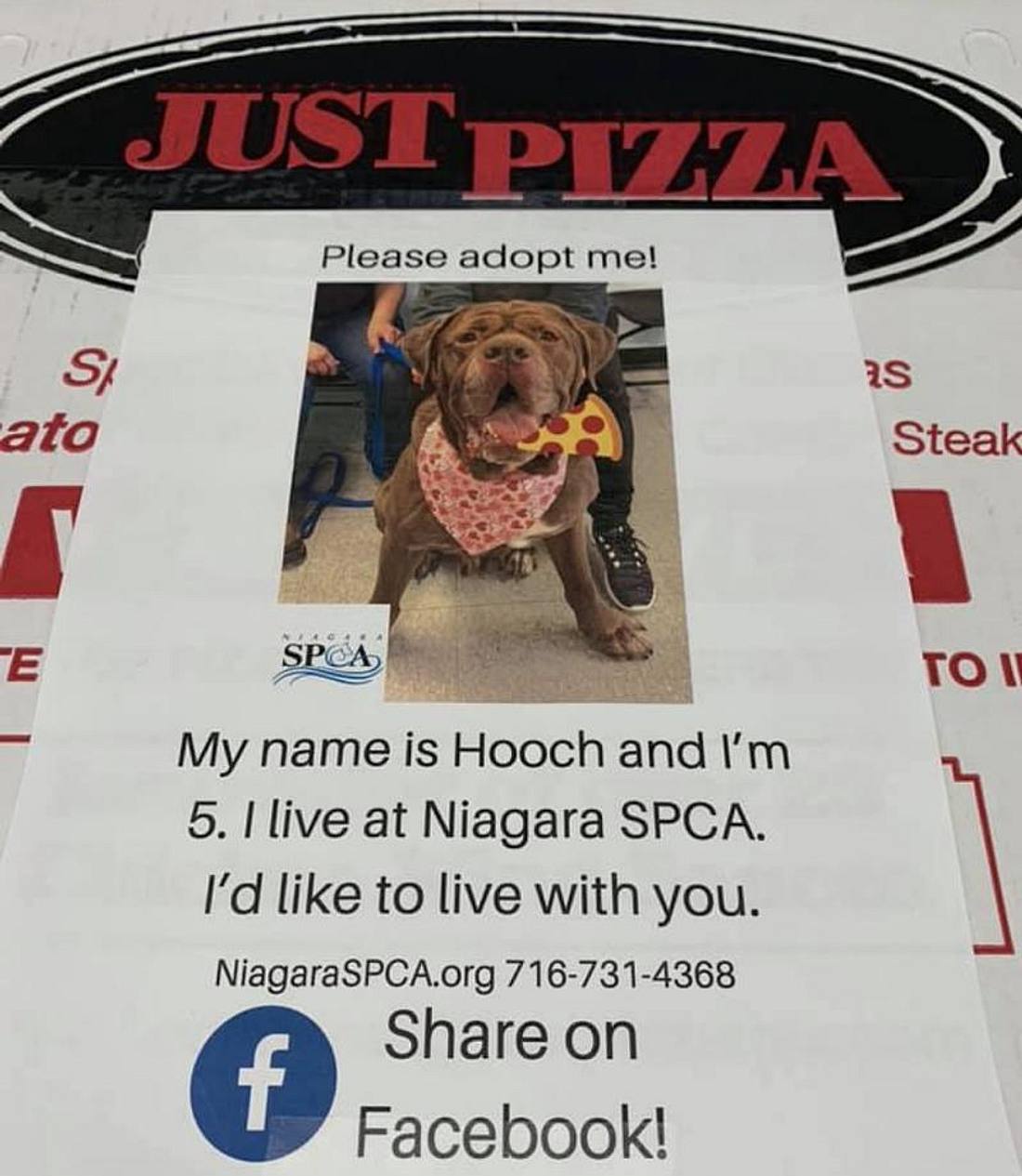 Pizzakarton mit Foto eines zur Adoption freigegebenen Hundes drauf
