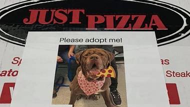 Pizzakarton mit Foto eines zur Adoption freigegebenen Hundes drauf - Foto: Facebook / NiagaraSPCA