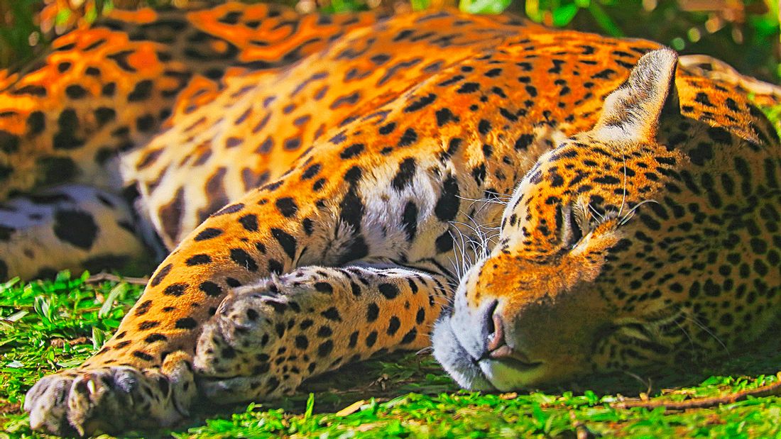 Liegender Jaguar