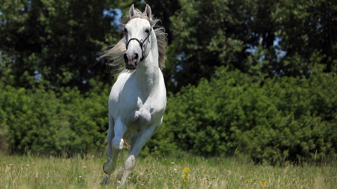 Lipizzaner