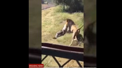 Pfleger wird von Löwen attackiert - Foto: YouTube / GET INSPIRED