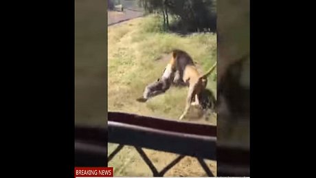 Pfleger wird von Löwe attackiert - Foto: YouTube / GET INSPIRED