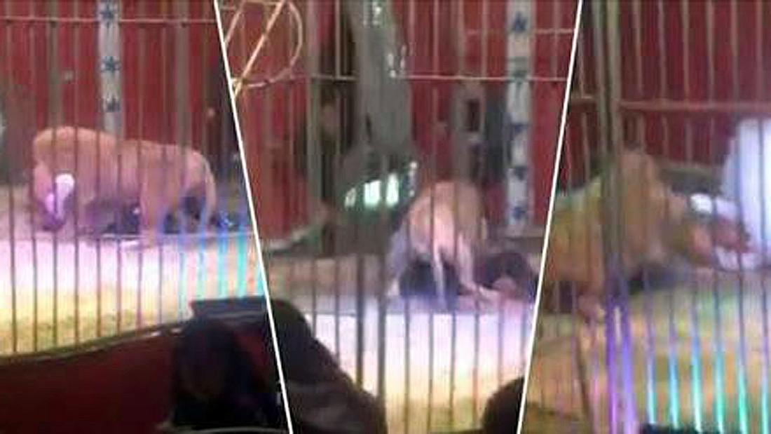 Im französischen Doullens ist ein Zirkus-Dompteur brutal von einem Löwen attackiert worden Löwen-Attacke: Eine Raubkatze im französischen Doullens hat einen Dompteur attackiert