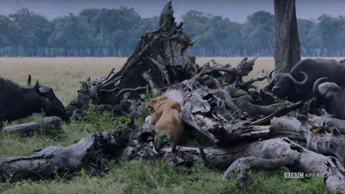 Löwenmutter kämpft  gegen eine Herde Büffel