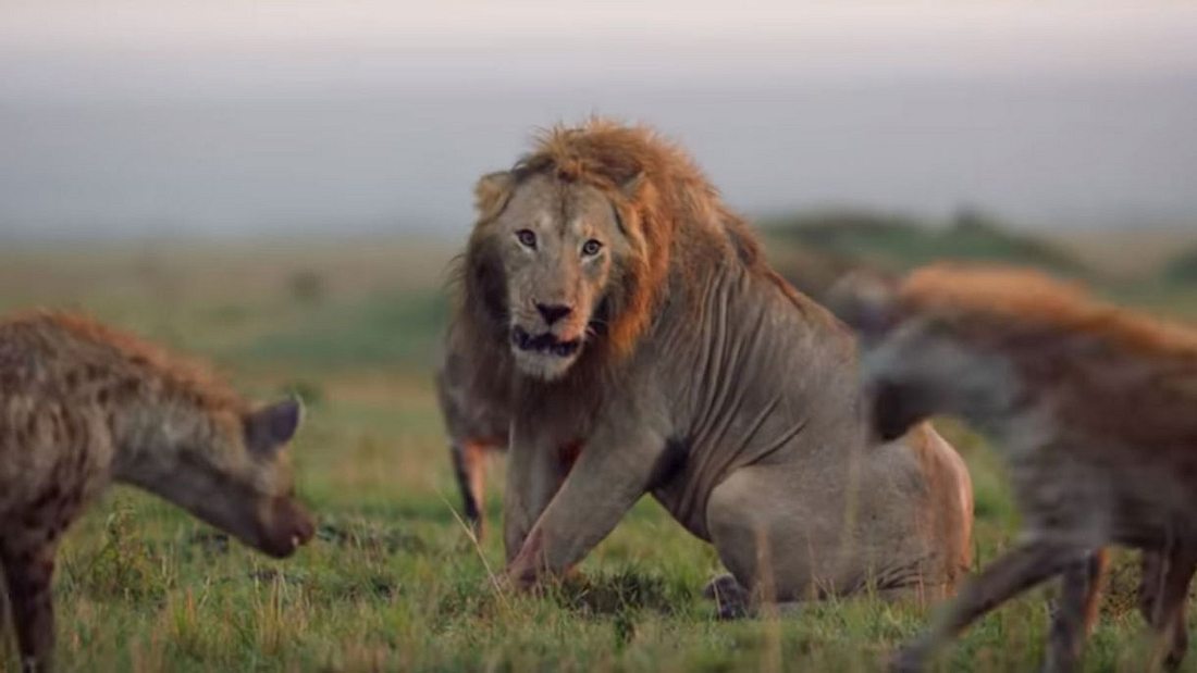 Löwe wird von 20 Hyänen attackiert 