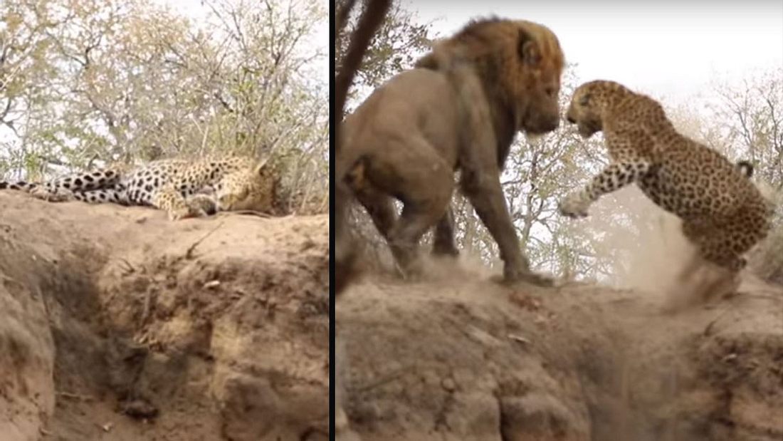 Löwe prügelt Leopard aus dem Traumland in die brutale Realität