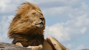 Der König der Tiere lässt es sich gut gehen - Foto: iStock / MEF13
