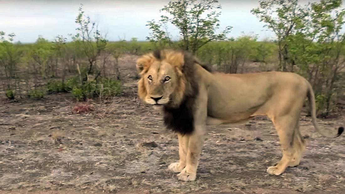 Eine Safari-Tourist in Indien provoziert einen Löwen