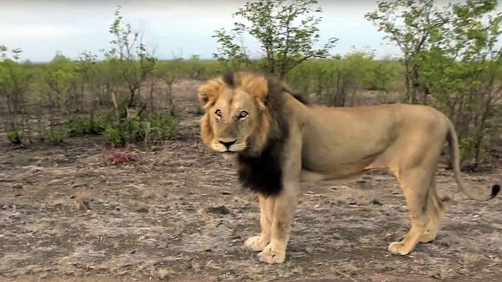 Eine Safari-Tourist in Indien provoziert einen Löwen - Foto: YouTube/RCSVIDEO