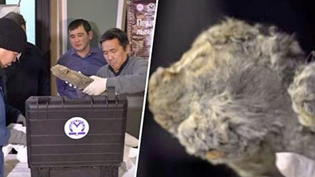 50.000 Jahre alt: Forscher in Sibirien haben eine prähistorisches Löwenjunges geborgen