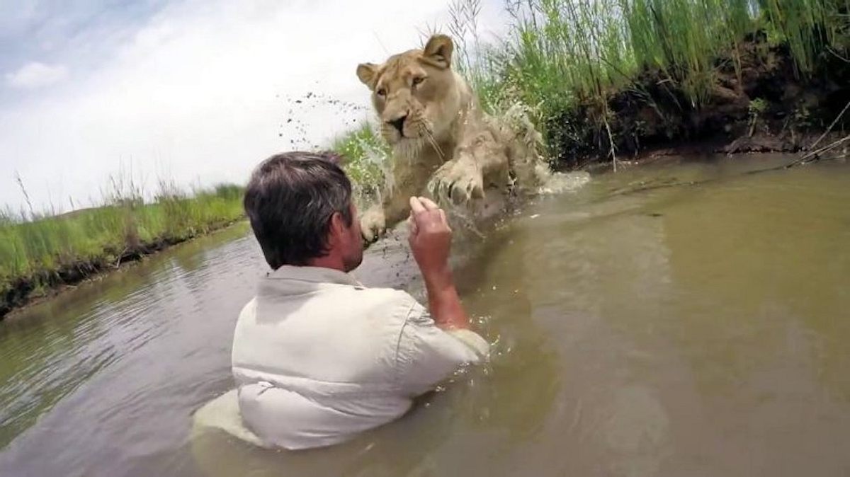 GoPro-Video: Mann retten Löwenjunge, das Wiedersehen ist unglaublich