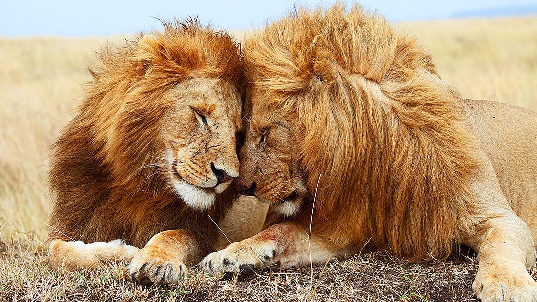 Löwen – die Könige der Savanne