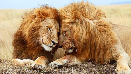 Löwen – die Könige der Savanne - Foto: iStock / stobi_de