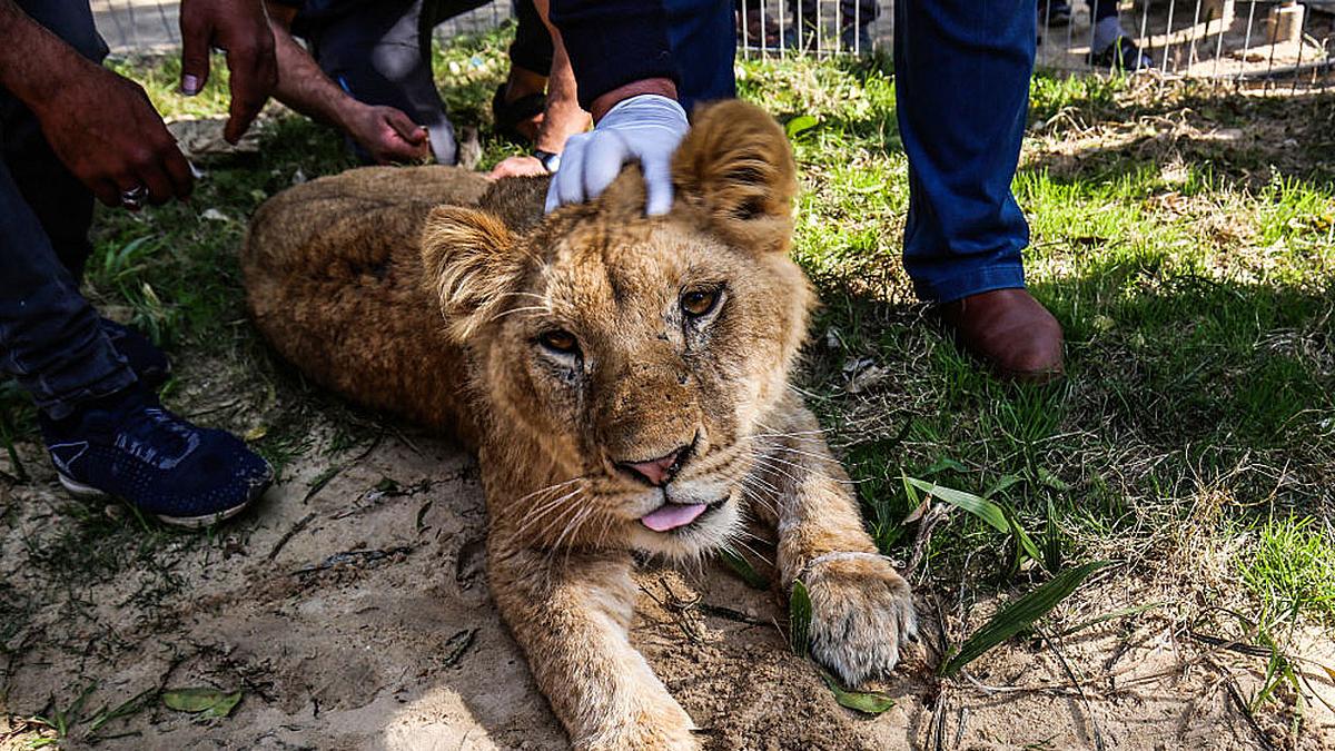 Löwin Falestine wurden die Krallen entfernt.