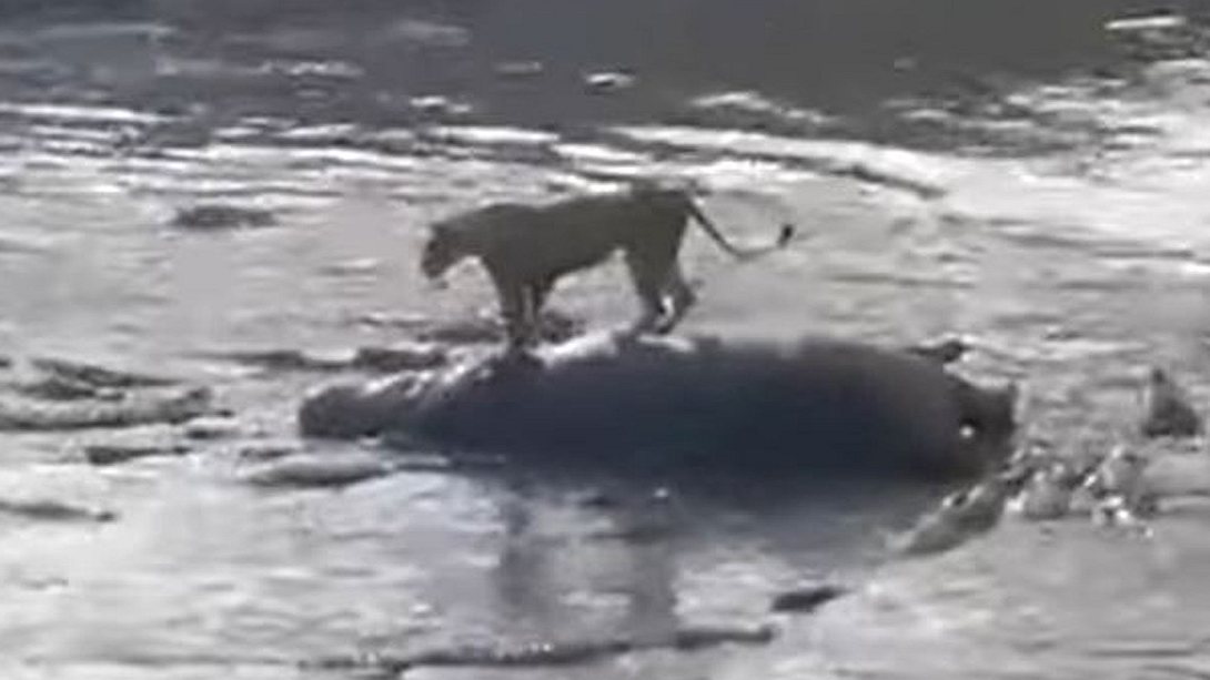 Löwe auf totem Nilpferd - Foto: YouTube/Compass Media (Screenshot)