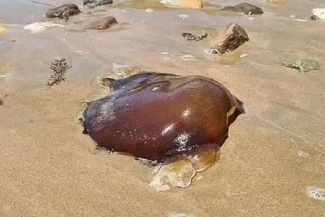 Unbekannter Blob an Strand gespült