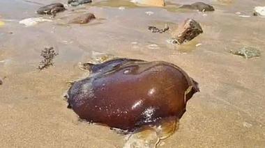 Unbekannter Blob an Strand gespült - Foto: Facebook / Australian Native Animals