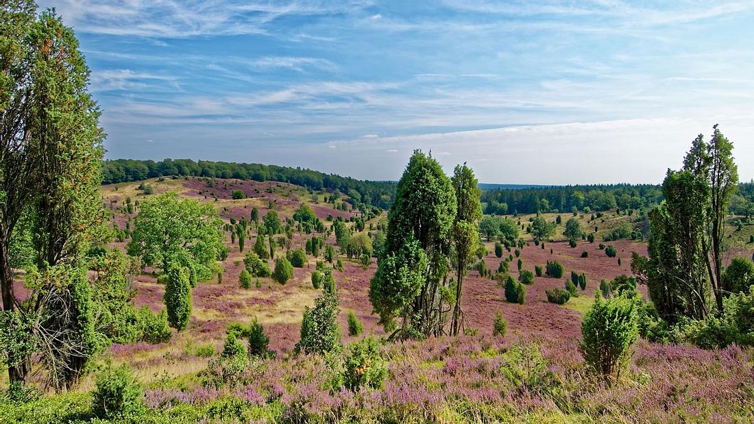 Lüneburger Heide Lüneburger Heide