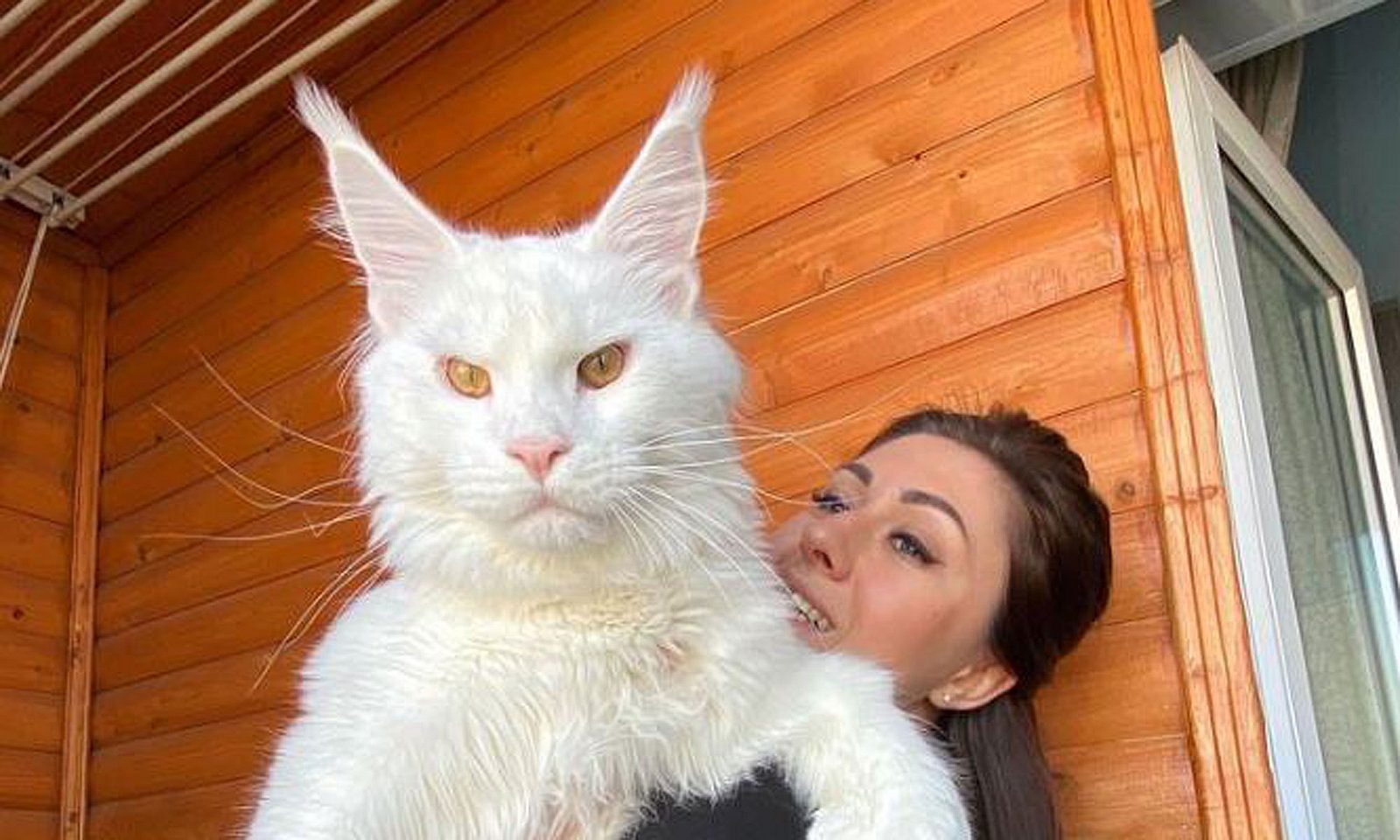 Gigantische Ausmaße: DIESER Kater ist so groß wie ein Kleinkind ...