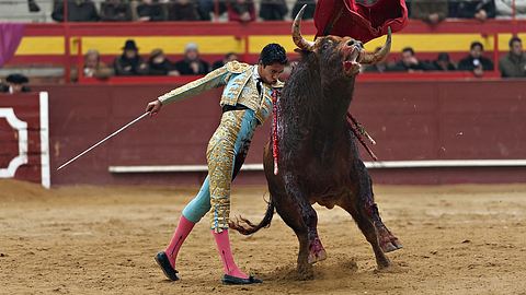 Auf Mallorca dürfen Stiere bei der Corrida wieder getötet werden. - Foto: iStock/Syldavia