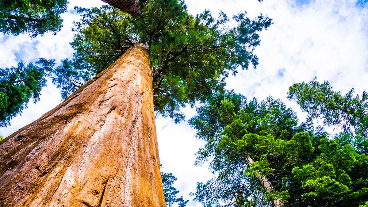 Deshalb ist der Standort des höchsten Baumes der Welt geheim