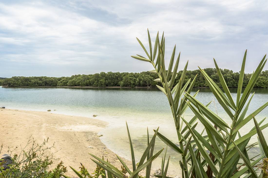 Mangrove National Park Mangrove National Park