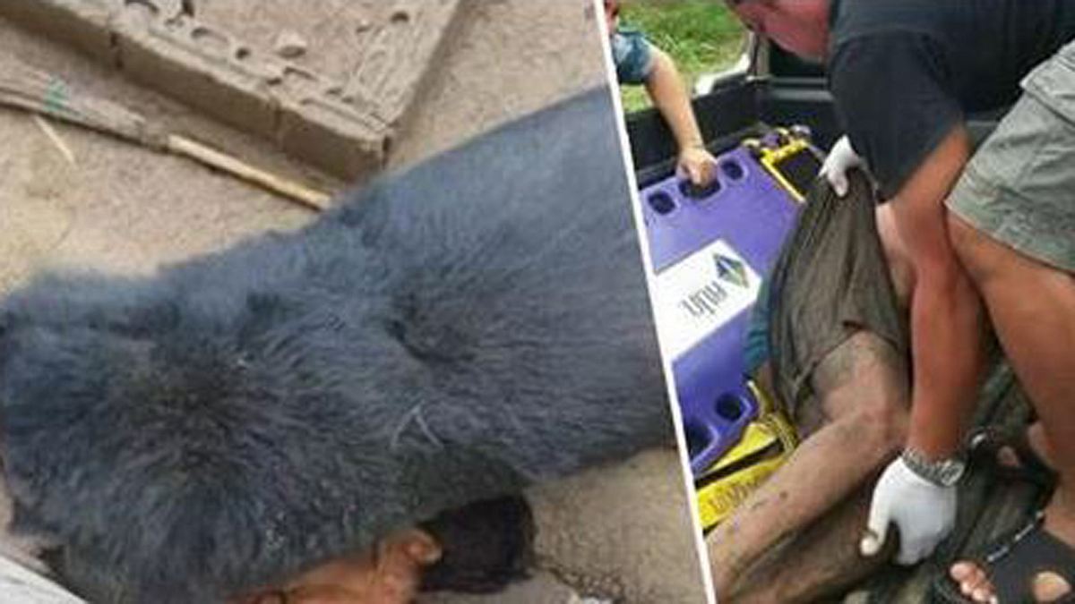 In Thailand: Ein Bär hat in Asien einen Mann zerfleischt