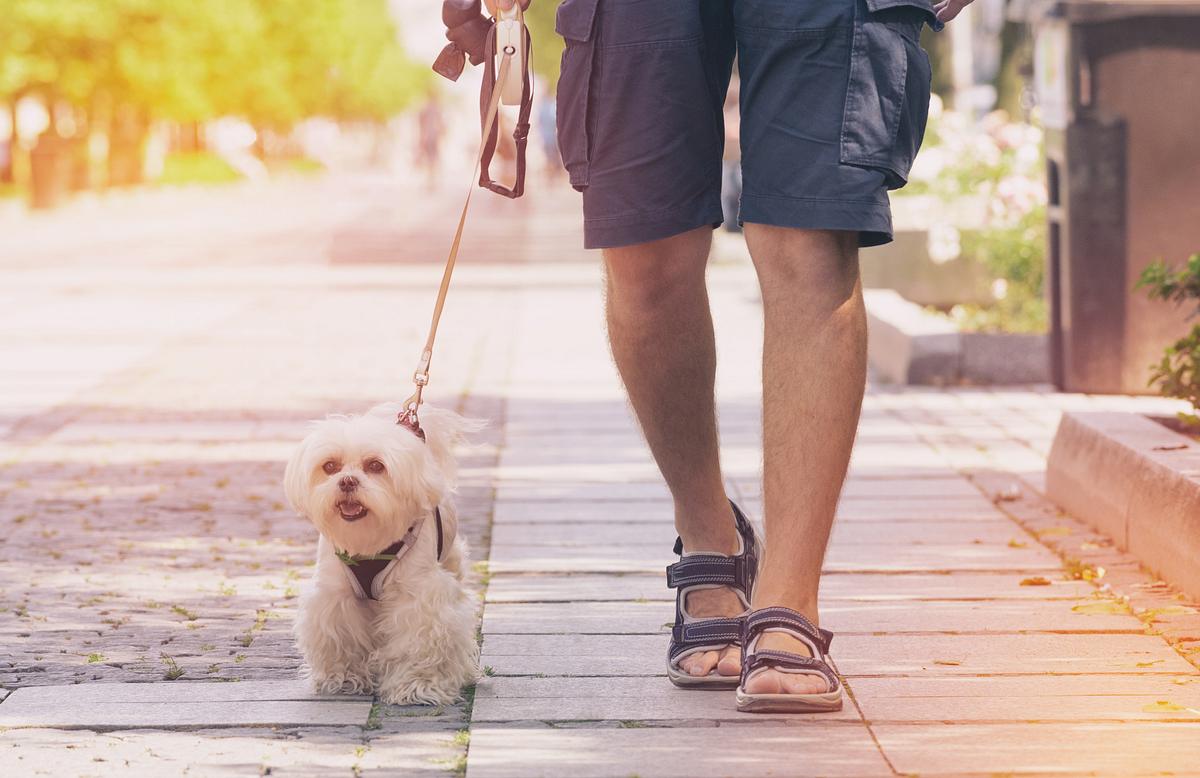 Mann geht mit Hund spazieren