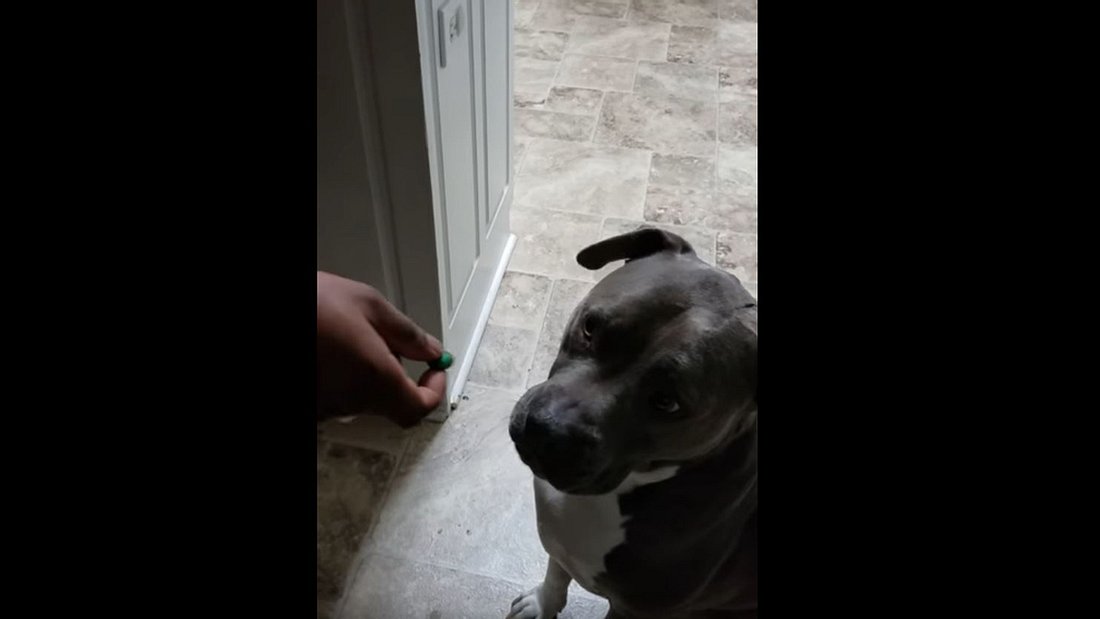Ein Hunde probiert einen extrem sauren Bonbon der Marke Warhead