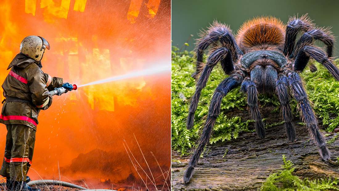 Mann brennt seine Wohnung nieder, um gigantische Spinne zu töten