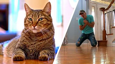 Mann täuscht Katze eigenen Tod vor - Foto: YouTube / TheMeanKitty