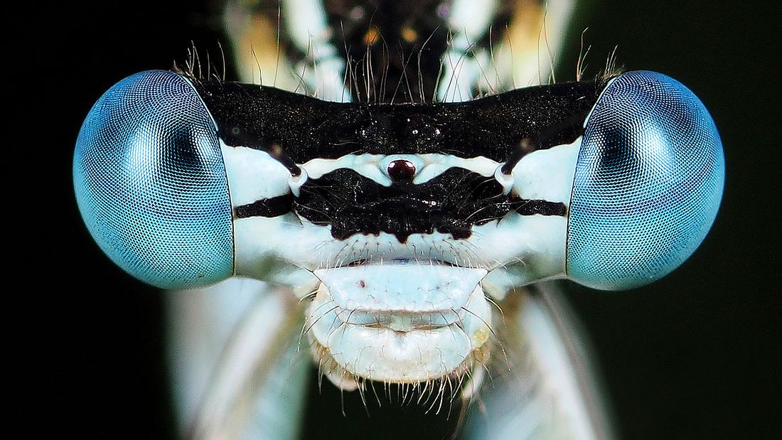 White Legged Damselfly Olympus Fotowettbewerb: White Legged Damselflyvon Marc Brouwer