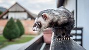 Marderabwehr: Marder vertreiben mit Marderfalle, Marderschreck & Co. - Foto: iStock / sestovic