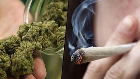 WHO erklärt: Medizinisches Marihuana ohne gesundheitliche Risiken - Foto: Unilad