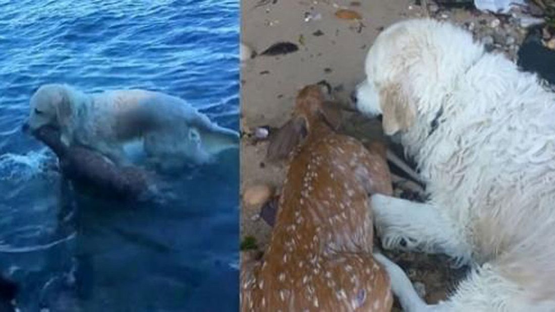 Golden Retrivier Storm auf seiner Rettungsmission Golden Retrivier Storm erobert mit seiner heroischen Tag zurzeit das Internet im Sturm