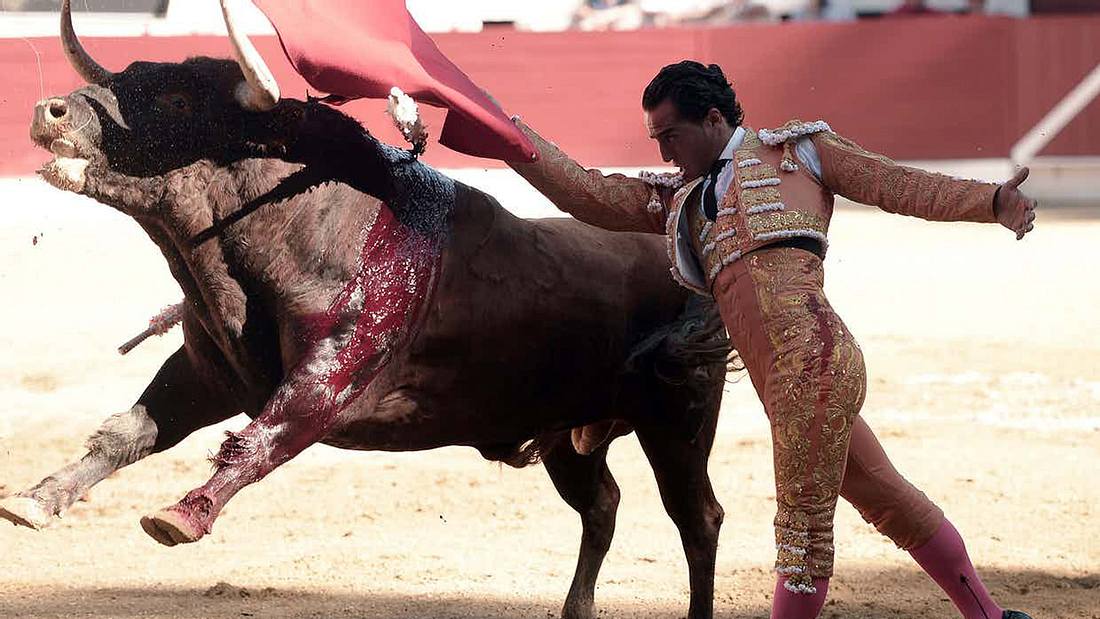 Tödliche Bullen-Attacke: Matador Ivan Fandino bezahlte einen Stierkampf mit dem Leben Matador Ivan Fandino stirbt nach der Attacke eines Bullen während eine Stierkampfes