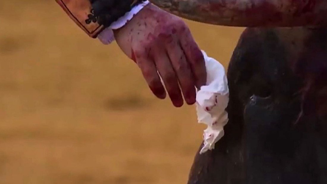 Matador wischt einem Stier das Gesicht. Matador wischt einem Stier das Gesicht.