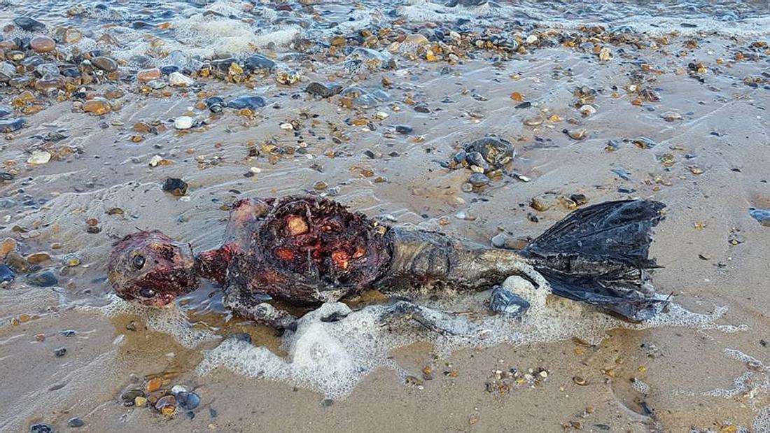 Mann findet die Überreste einer Meerjungfrau am Strand Mann findet die Überreste einer Meerjungfrau am Strand
