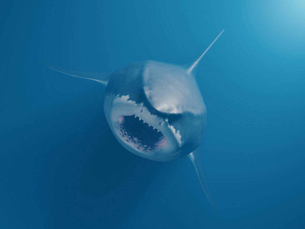 Megalodon