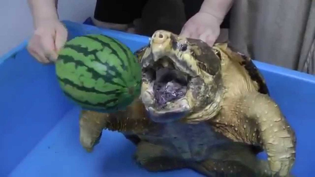 Schildkröte zerfetzt Melone per brutaler Kieferramme Schildkröte zerfetzt Melone per brutaler Kieferramme