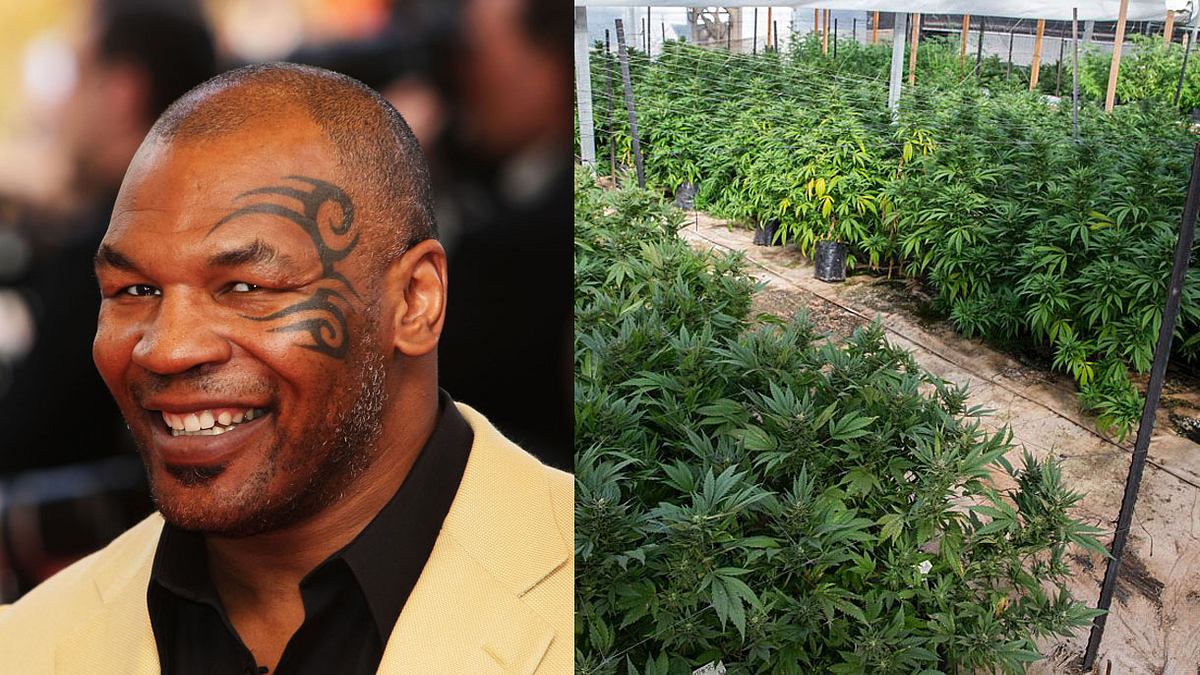 Mike Tyson eröffnet eigene Marihuana-Farm