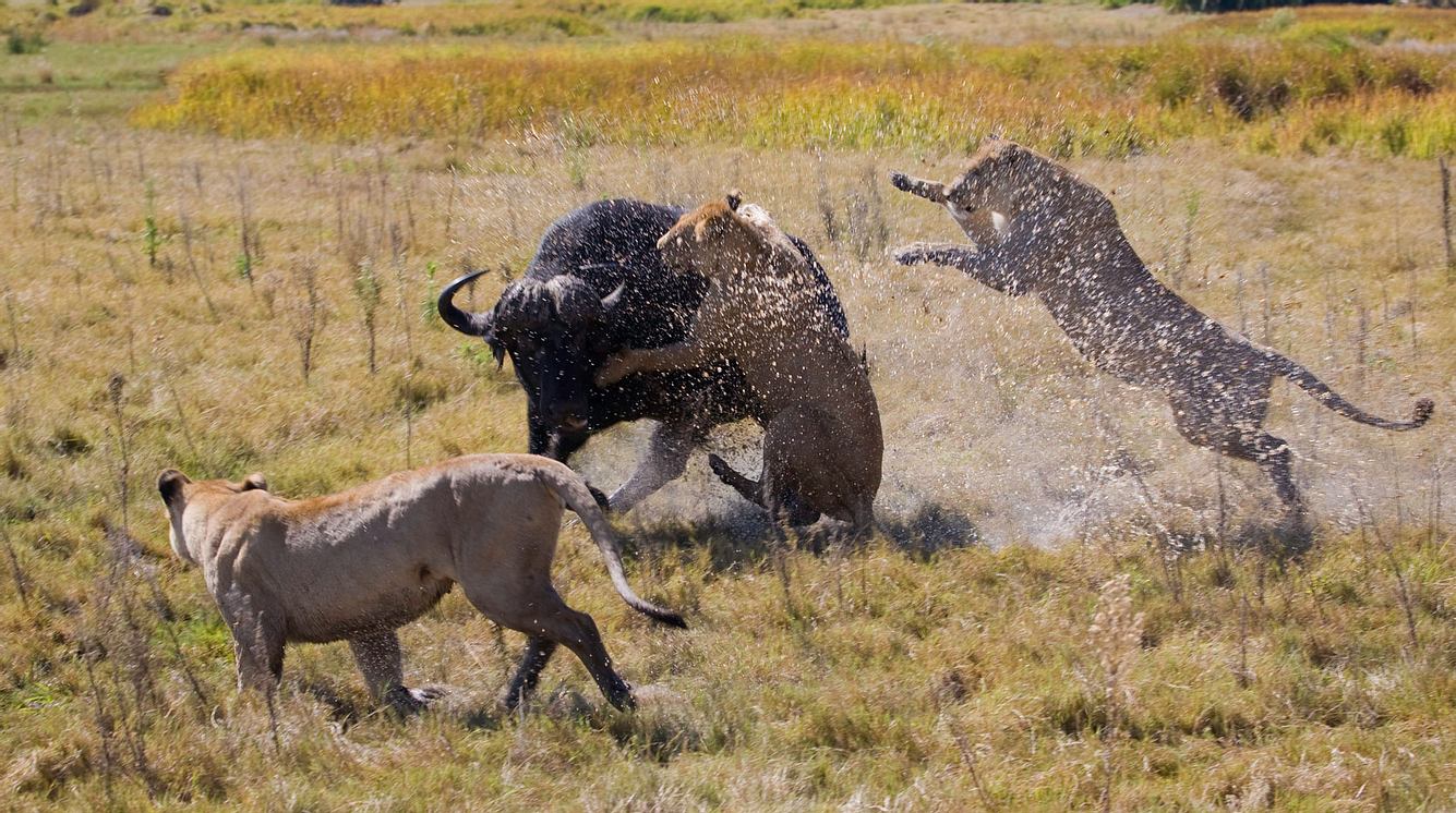 Löwen attackieren einen Bullen