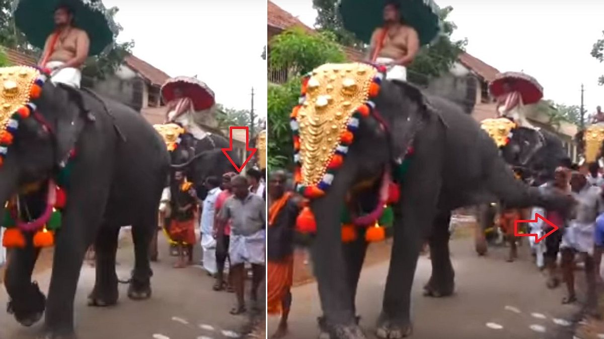 Ein Elefant tritt einen Mann während eines Straßenfestes
