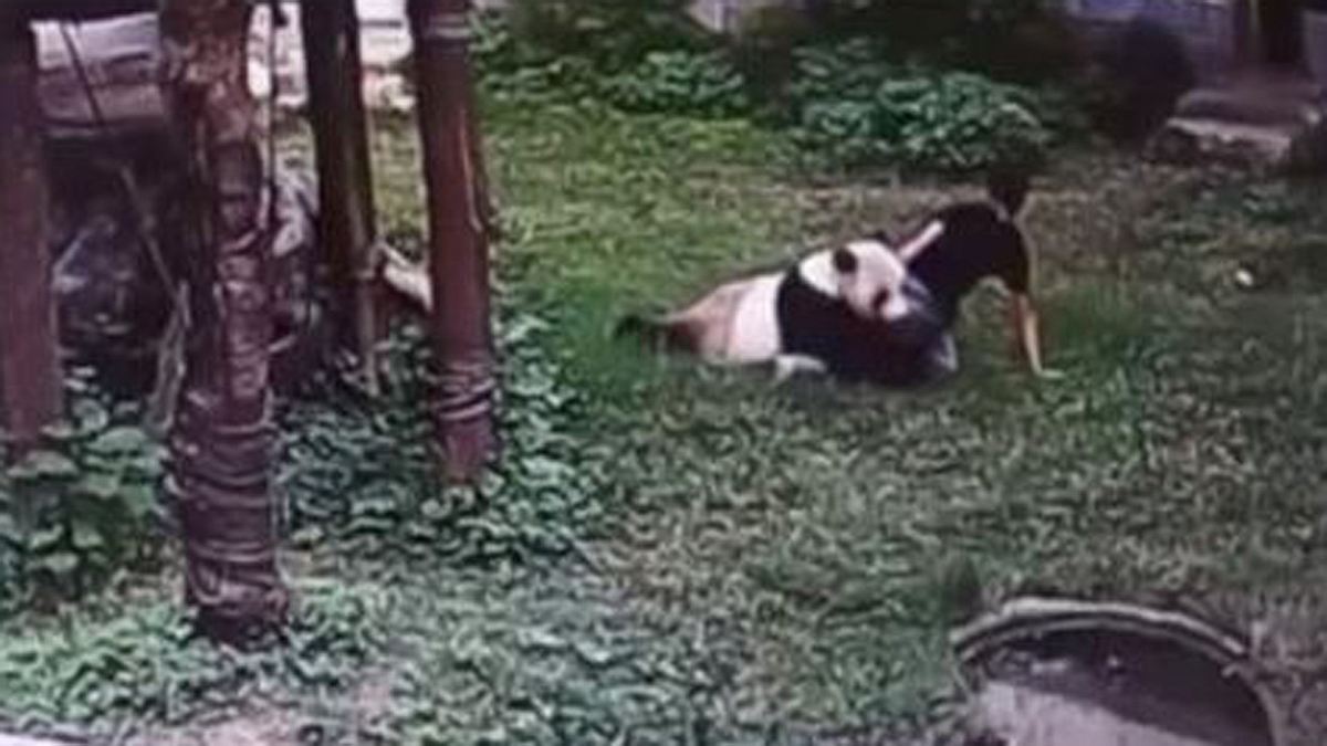 Ein Panda attackiert einen chinesischen Mann in seinem Zoo-Gehege