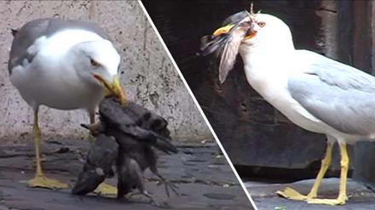 Eine Möwe frisst eine Taube in Rom. Touristen filmen mit